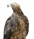 Aguilas-29.gif
