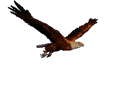 Aguilas-31.gif