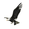 Aguilas-32.gif