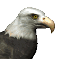 Aguilas-37.gif