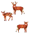 Alces-04.gif