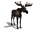 Alces-19.gif