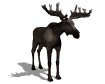 Alces-24.gif