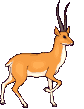 Antilopes-02.gif