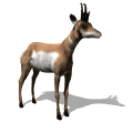 Antilopes-03.gif