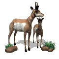 Antilopes-05.gif