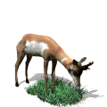 Antilopes-06.gif