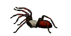Aracnidos-36.gif