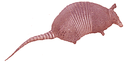 Armadillo-06.gif
