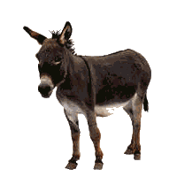 Asnos-y-Burros-05.gif