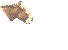 Asnos-y-Burros-15.gif