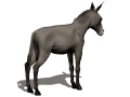 Asnos-y-Burros-18.gif