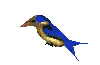 Aves-25.gif