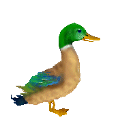 Aves-47.gif