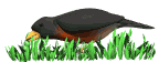 Aves-62.gif