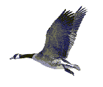 Aves-87.gif