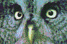 Buhos-05.gif