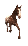 Caballos-05.gif