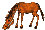 Caballos-121.gif