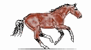 Caballos-127.gif