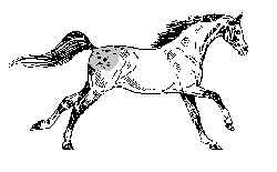 Caballos-129.gif