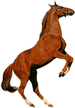 Caballos-144.gif