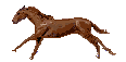 Caballos-24.gif