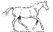 Caballos-34.gif