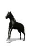 Caballos-59.gif