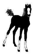 Caballos-78.gif