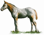 Caballos-88.gif