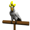Cacatuas-04.gif