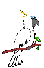 Cacatuas-08.gif