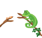 Camaleones-01.gif