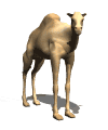 Camellos-09.gif