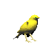 Canario-02.gif