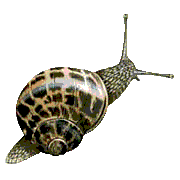 Caracol-03.gif