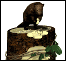 Castor-04.gif