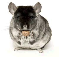 Chinchilla-01.gif