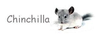 Chinchilla-03.gif