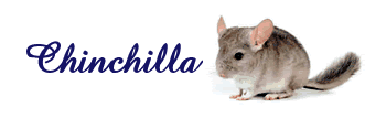 Chinchilla-04.gif