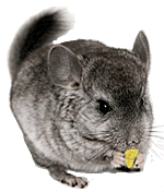 Chinchilla-05.gif