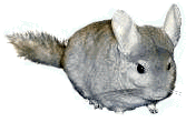 Chinchilla-06.gif