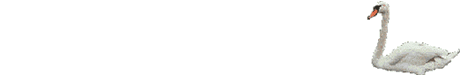 Cisnes-01.gif