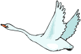 Cisnes-03.gif