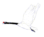 Cisnes-06.gif