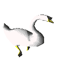 Cisnes-09.gif