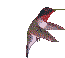 Colibris-11.gif