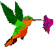 Colibris-12.gif