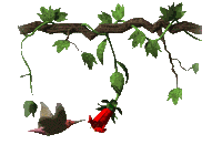 Colibris-13.gif